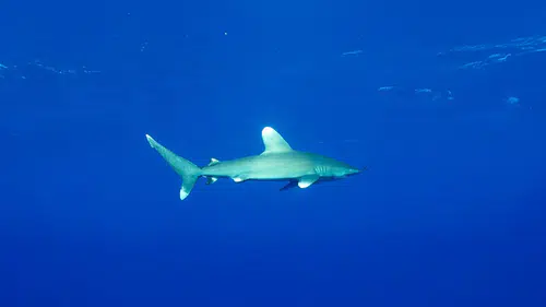 Akdeniz’de büyük beyaz köpekbalığı alarmı: 2025 yılında 40 birey öldürüldü