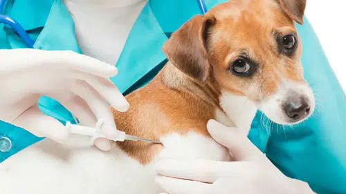 Mikroçip zorunluluğunda son tarih 31 Aralık 2025: Taktırmayanlara para cezası