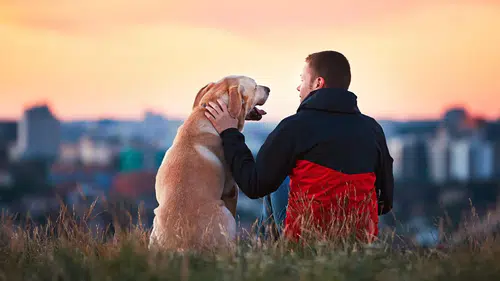 Araştırma: Köpek sahibi olmak ömrü uzatıyor mu? Bilimsel çalışmalar ne söylüyor?