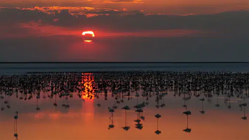 Tuz Gölü'nde flamingo sevinci: 12 bin 800 yavruyla son 5 yılın rekoru