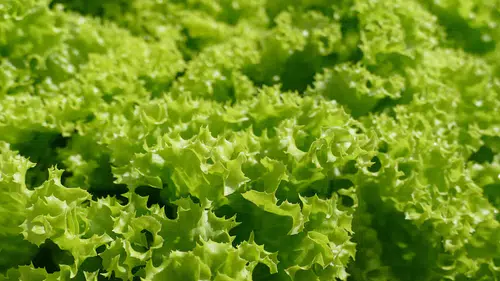 Bilim insanlarından bir ilk: Marulda et proteini üretildi