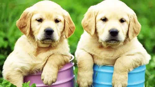 Kanser teşhisinde yeni dönem: Köpekler ve yapay zekâ birleşti