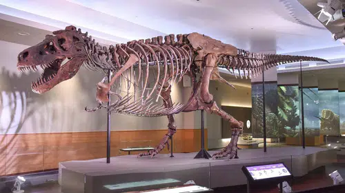 T-rex ile insanları şaşırtan ortak özellik: Vücut sıcaklıkları benzer çıktı