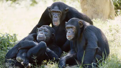 Primatların eşcinsel davranışlar sergilediği ortaya çıktı