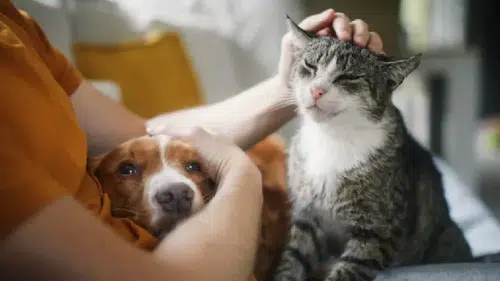 Evcil hayvan kaybı insan kaybı kadar yıkıcı olabilir mi? Yeni araştırma çarpıcı sonuçlar ortaya koydu