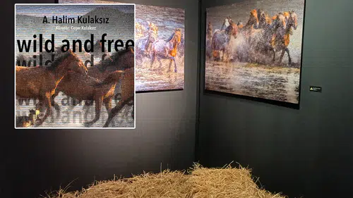 Halim Kulaksız’ın “wild and free” sergisi 8 Mart’a kadar gezilebilecek