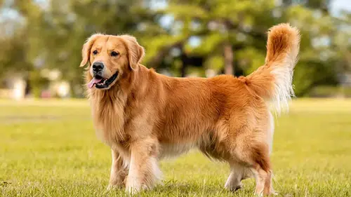 Üstün zekalı köpekler “kulak misafiri” olabiliyor