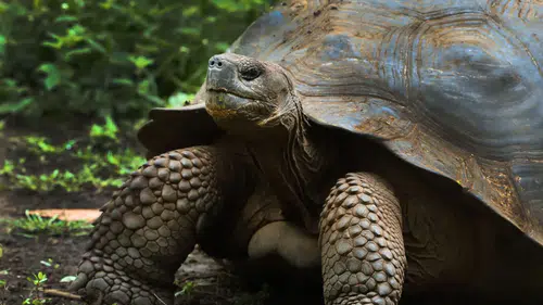 Nesli tükenme noktasına gelmişti: Aldabra Atolü’nde 183 bin dev kaplumbağa yaşıyor