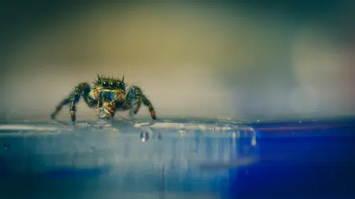 Örümcekten ilhamla geliştirildi: Suda batmayan metal teknolojisi