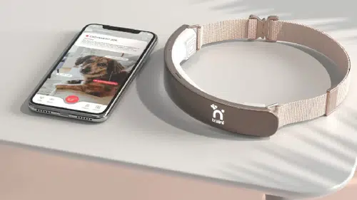 Yapay zekâlı tasma: Köpeklerle konuşma hayali gerçek mi oluyor?