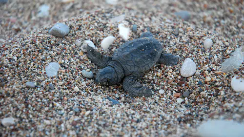 Çıralı'da 'Zafer Yuvası'ndan 62 yavru caretta caretta denizle kavuştu