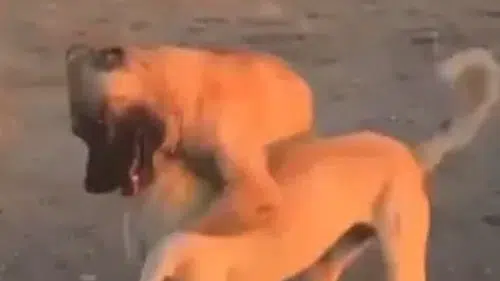 Aksaray'da köpek dövüştürüp canlı yayın yapan 3 şüpheli yakalandı