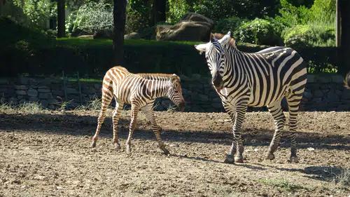 Bursa Hayvanat Bahçesi'nin sürpriz misafiri: Yavru zebra Jason ziyaretçileri büyüledi
