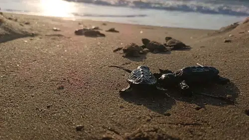 Kuşadası sahillerinde beklenmedik keşif: Kumların altında mahsur kalan 22 yavru kurtarıldı