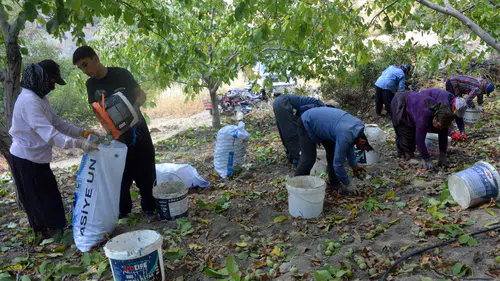 Avrupa Birliği tescilli Çağlayancerit cevizinde bereketli hasat dönemi
