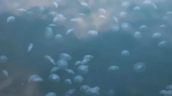 Marmara Denizi'nde balıklara denizanası tehdidi