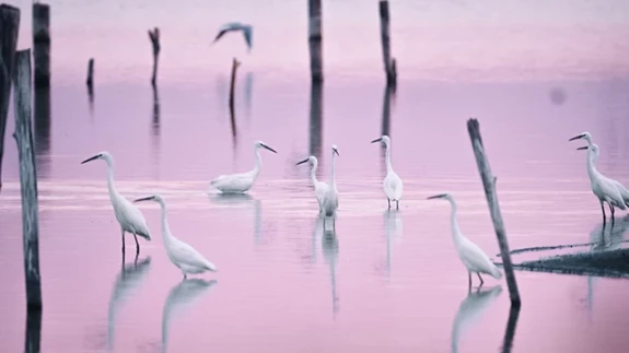 Bursa'nın göçmen kıyı kuşları