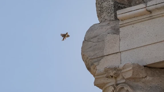 Bergama Akropolü'nün kuşları