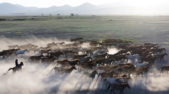 Erciyes Dağı'nın eteklerinde yaşayan yılkı atları