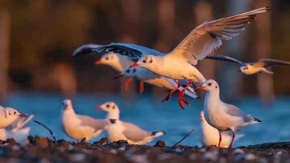 Kocaçay Deltasındaki bataklıklar çok sayıda canlı türüne ev sahipliği yapıyor