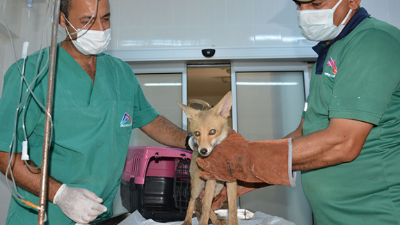 Mersin'de sulama havuzunda mahsur kalan tilki yavrusu kurtarıldı