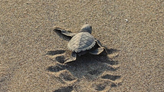 Patara Plajı'na 250 Deniz Kaplumbağası Yumurta Bıraktı