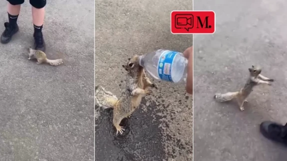 Susuz kalan sincabın imdadına çevredeki insanlar yetişti