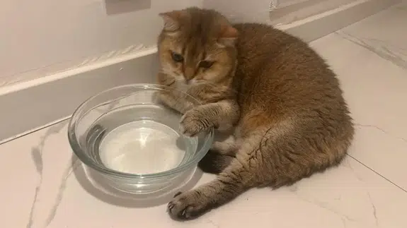 Takıntılı kedi 'Artas' antidepresana başladı