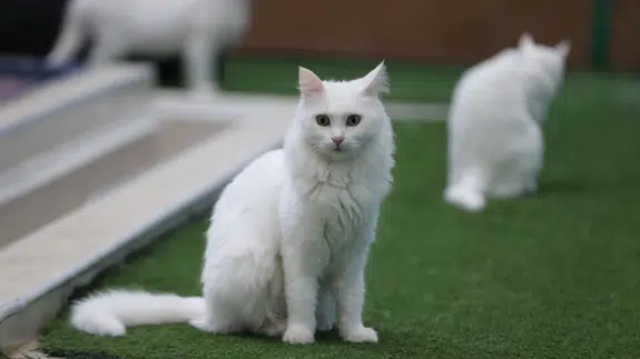 Kedi Villası'nda bereketli yıl: Koruma altındaki Van kedileri bu yıl 120 yavru doğurdu