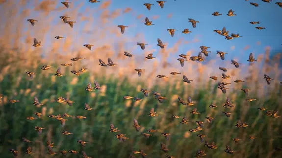 Söğüt serçeleri doğayla bir bütün haline geldi