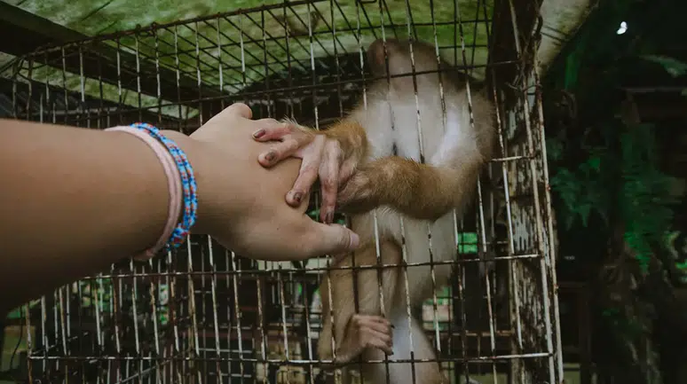 Interpol’den 134 ülkede eş zamanlı hayvan ticareti operasyonu