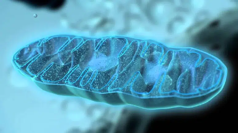 Yaşlanmayı durdurmanın anahtarı bulundu mu? “Nanoflower” teknolojisi hücreleri yeniden canlandırdı