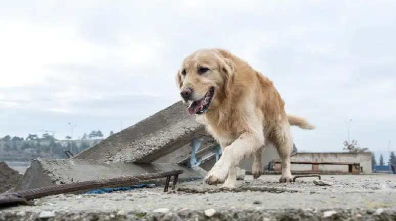 Felaketi hissediyorlar mı? Köpeklerin “altıncı hissi” efsanesinin perde arkası