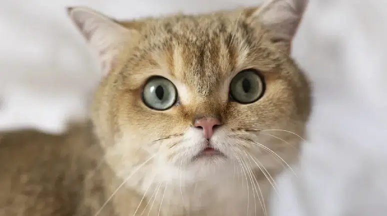 Kediler, insanların cinsiyetine göre farklı miyavlıyor: Yeni araştırmadan çarpıcı sonuçlar