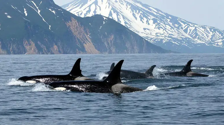 Katil balinalar yunusların ekolokasyonunu kullanıyor: Yeni araştırma ortak avcılığı ortaya koydu