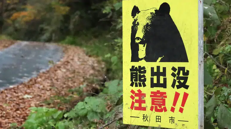 Japonya kırmızı alarmda: Ayı saldırıları durdurulamıyor!