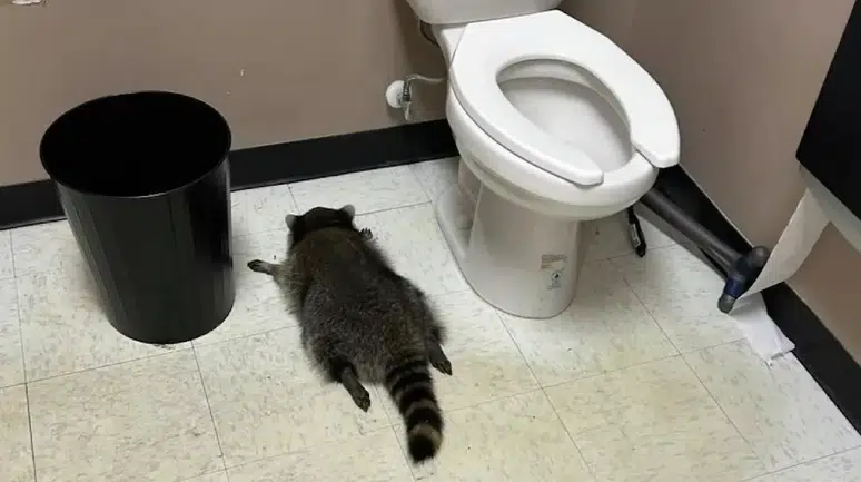 ABD’de olay yaratan rakun: Alkol içti, bayıldı, ‘suç serisinin’ baş şüphelisi oldu