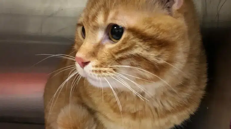 Kedilerde kanser ile insan kanseri arasında çarpıcı benzerlik: Tedavide yeni kapı aralanıyor