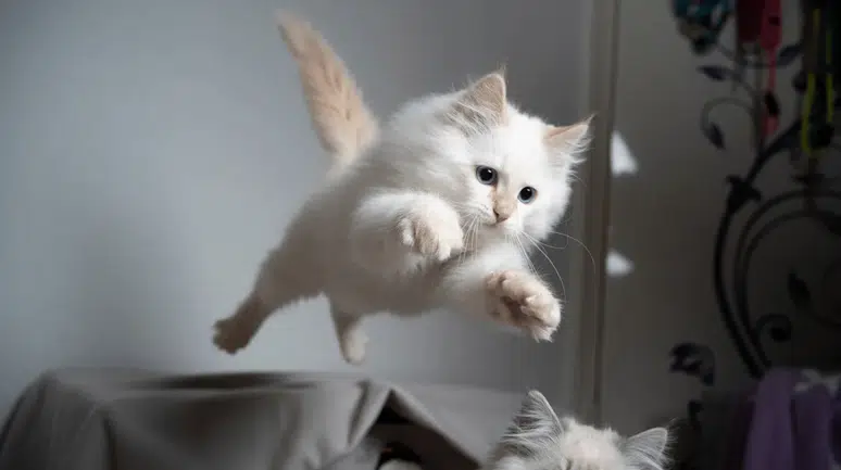 Kedilerin dört ayak üstüne düşme sırrı çözüldü: Fizik yasalarına meydan okuyan esnekliğin şifresi ne?