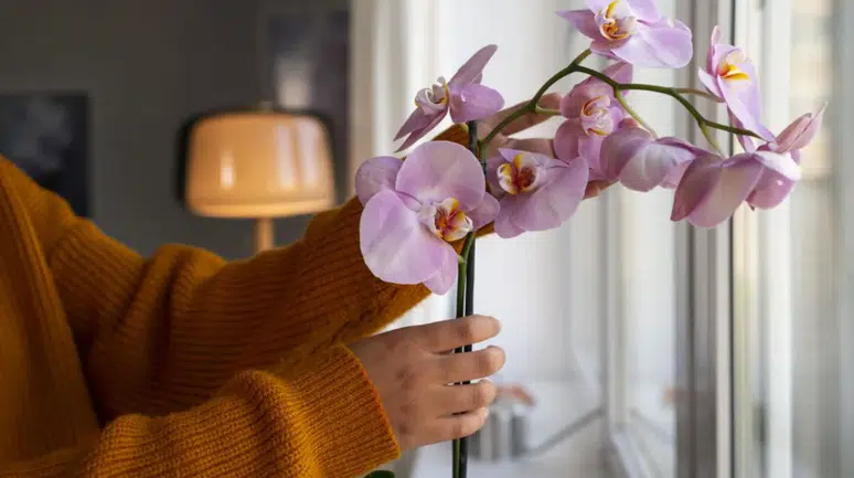 Evde orkide bakımı rehberi: Orkide nasıl çiçek açtırılır?