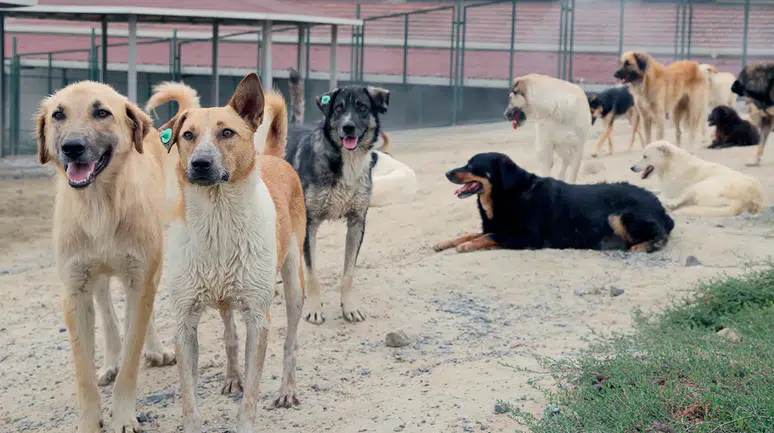 İstanbul Valiliği'nden belediyelere 'Sokak köpeği' ültimatomu: Mayıs sonuna kadar süre verildi