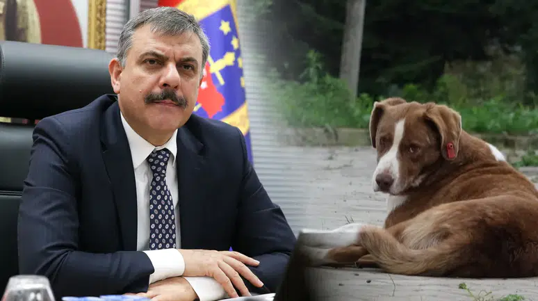 İçişleri Bakanı Çiftçi: Yılbaşına kadar sahipsiz köpeklerin tamamı barınaklara alınacak