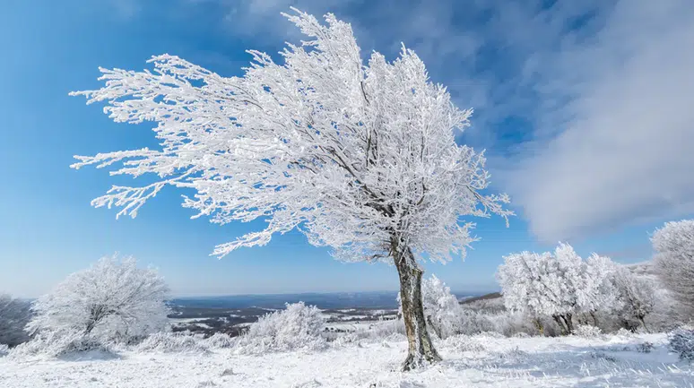Istranca Ormanları'nda bir kış masalı: Beyaz örtü büyüledi