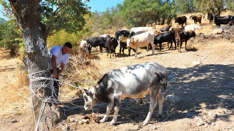 Dağlarda beş ay süren kovalamaca: Geleneksel yöntemle hayvanlarına kavuştu