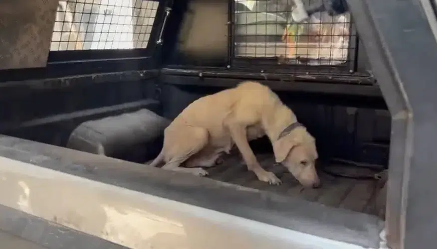Pire istilasından kurtarılan köpeğe hayatını değiştiren avukatın ismi verildi