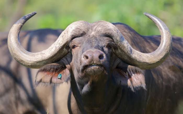 Ramaphosa'n%C4%B1n%20%C3%BCnl%C3%BC%20mandas%C4%B1!.jpg