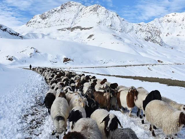 Kışın kar esareti yaşanan köyde, sürülerin kente göçü başladı