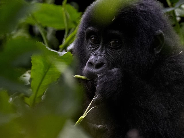 Uganda'da yağmur ormanlarındaki 17 bireyli goril ailesi görüntülendi