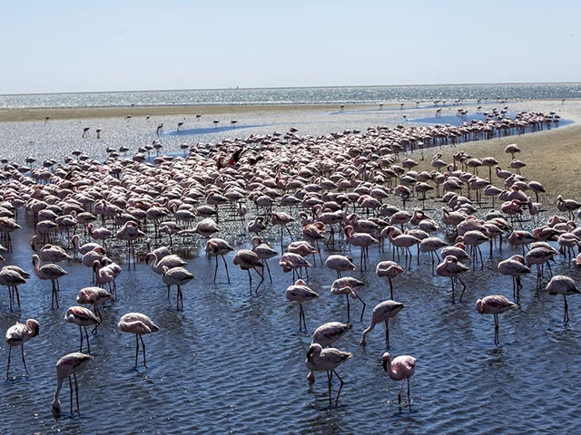 Afrika sahillerinde bir flamingo cenneti: Walvis Bay Lagünü