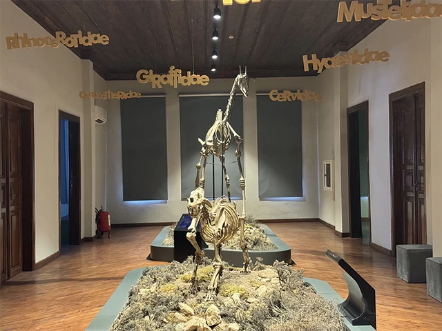 Çankırı Müzesi'nde 8,5 milyon yıllık fosiller sergileniyor